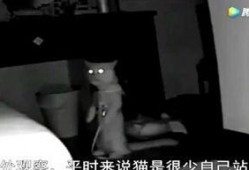 富江最新爆料新闻,揭秘娱乐圈惊人内幕